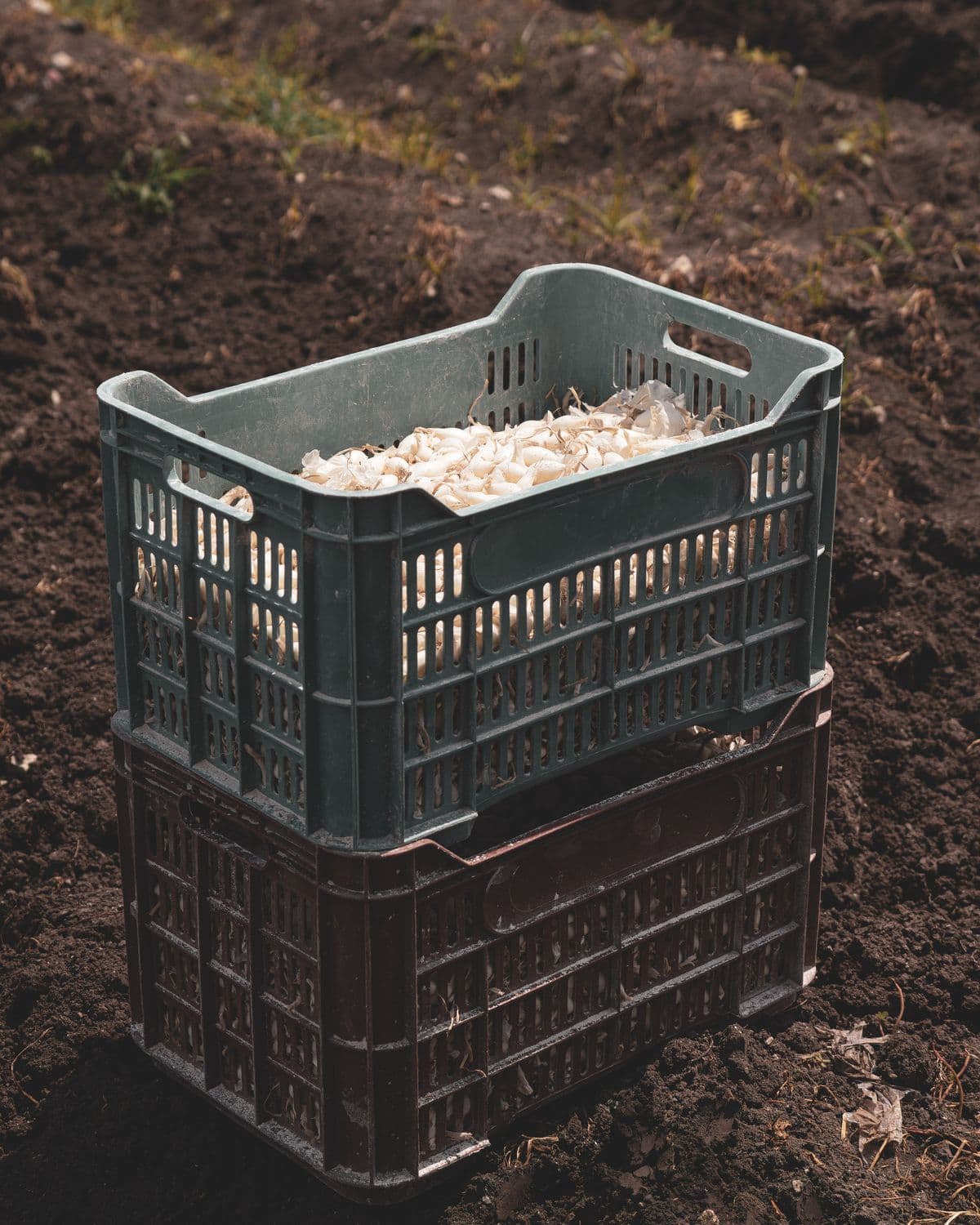 Farmer holding a basket of fresh produce